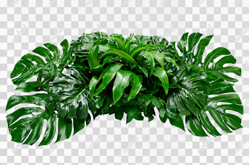PNG Tropical Foliage Arrangement