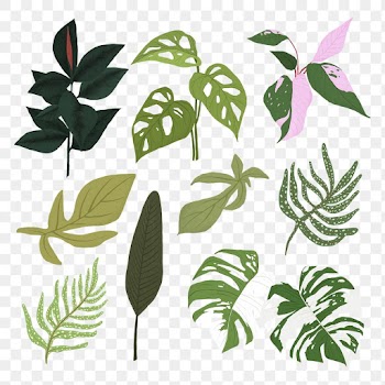 PNG tropical leaf sticker plant botanical… | Free stock illustration | High Resolution graphic