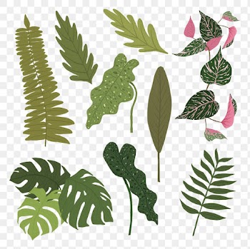 PNG tropical leaf sticker plant botanical… | Free stock illustration | High Resolution graphic
