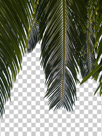 PNG Tropical Palm Leaf Close-Up
