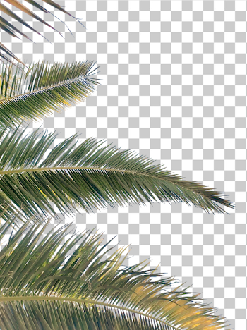 PNG Tropical Palm Leaves on Black Background