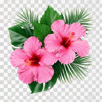 PNG Tropical Pink Hibiscus Flowers with Green Foliage