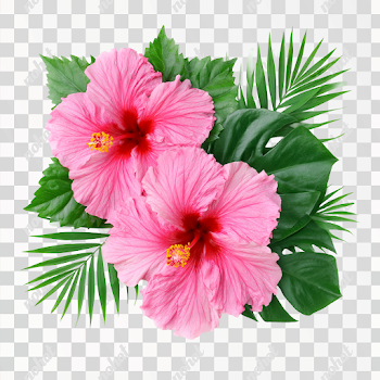 PNG Tropical Pink Hibiscus Flowers with Monstera Leaves