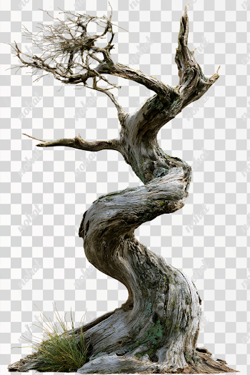 PNG: Twisted Bare Tree on Black Background