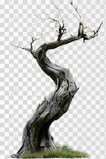 PNG Twisted Dead Tree on Black Background