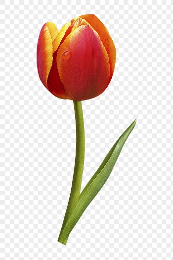 PNG two tone tulip, orange | Free PNG - rawpixel