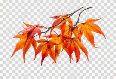 PNG Vibrant Autumn Leaves of Japanese Maple PNG Vibrant Autumn Leaves of Japanese Maple