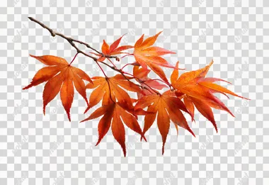PNG Vibrant Autumn Leaves of Japanese Maple on White Background PNG Vibrant Autumn Leaves of Japanese Maple on White Background