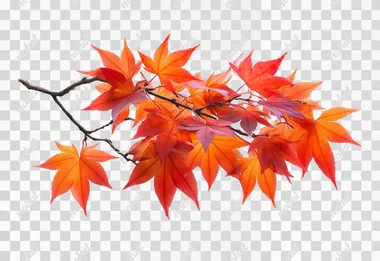PNG Vibrant Autumn Leaves of Japanese Maple on White Background PNG Vibrant Autumn Leaves of Japanese Maple on White Background