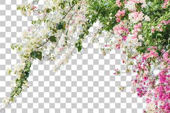 PNG Vibrant Bougainvillea Blooms in Full Bloom