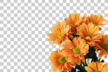 PNG Vibrant Orange Daisies Bouquet