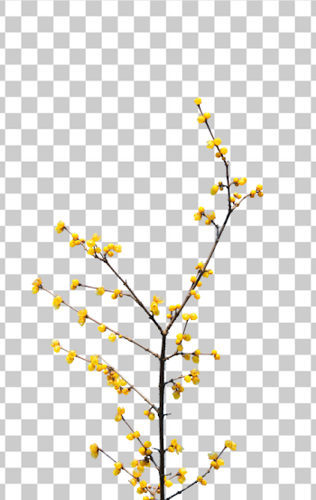 PNG Vibrant Yellow Flowering Branch