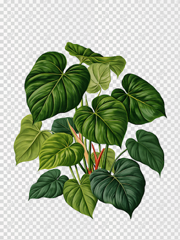 PNG Vintage Botanical Illustration of Heartleaf Philodendron
