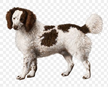 Png water spaniel dog illustration, remixed… | Free stock illustration | High Resolution graphic