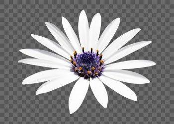 PNG white African daisy, flower | Free PNG - rawpixel