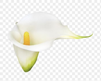 PNG white calla lily, flower | Free PNG - rawpixel