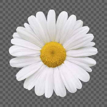 PNG white daisy, flower clipart, | Free PNG - rawpixel