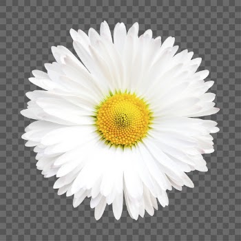 PNG white daisy, flower sticker, | Free PNG - rawpixel