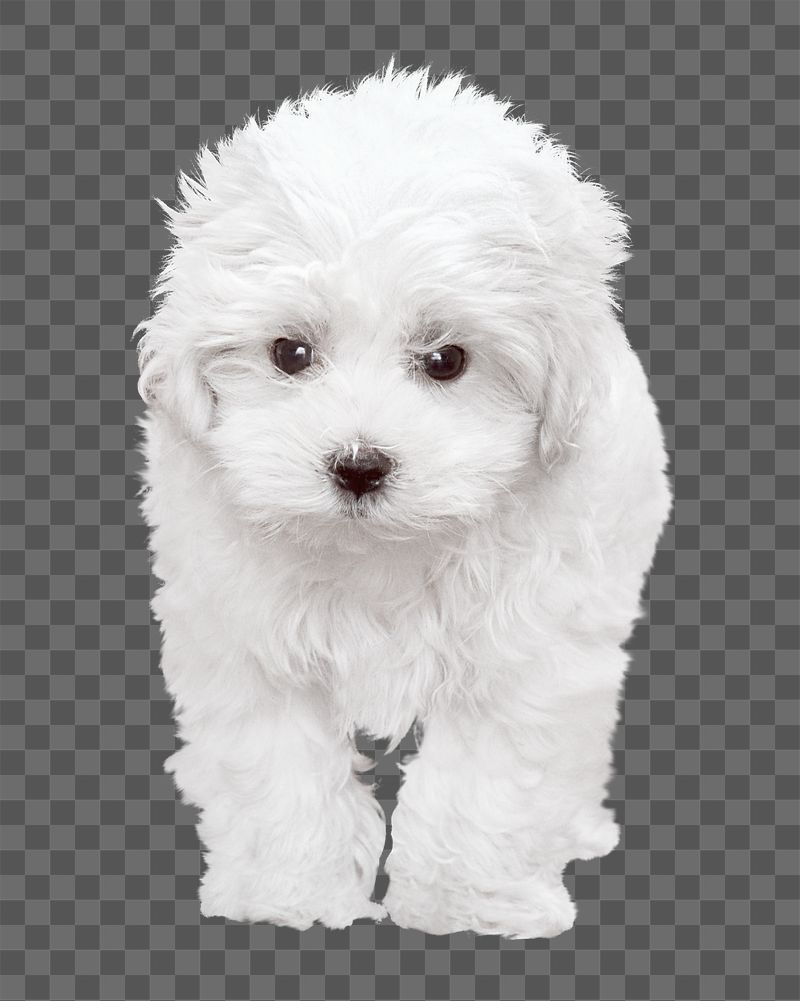 Png white Maltese dog  | Free PNG - rawpixel