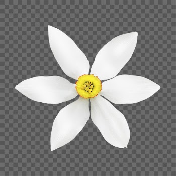 PNG white narcissus, flower sticker, | Free PNG - rawpixel