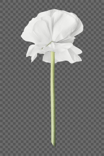 PNG white ranunculus, flower sticker, | Free PNG - rawpixel