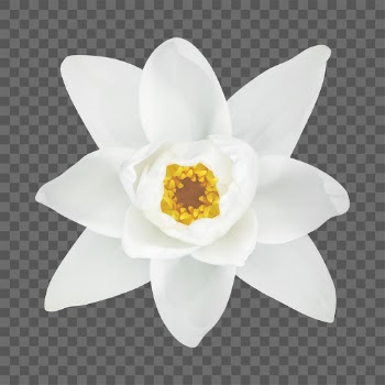PNG white water lily, flower, | Free PNG - rawpixel