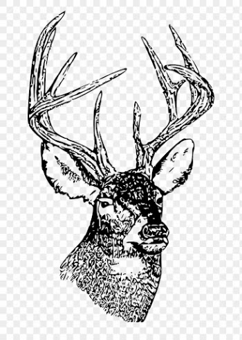 PNG whitetail deer head, animal | Free PNG Illustration - rawpixel