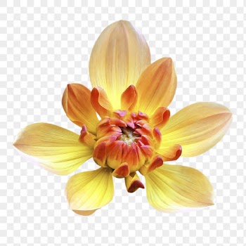 PNG yellow dahlia, flower collage | Free PNG - rawpixel