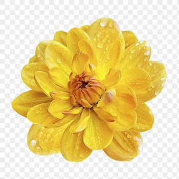 PNG yellow dahlia, flower collage | Free PNG - rawpixel