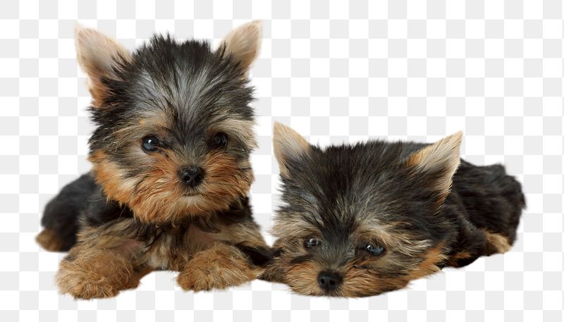 Png Yorkshire terrier puppies sticker, | Free PNG - rawpixel