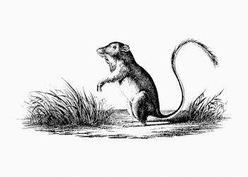 Pocket mouse vintage drawing | Free stock vector - 573174