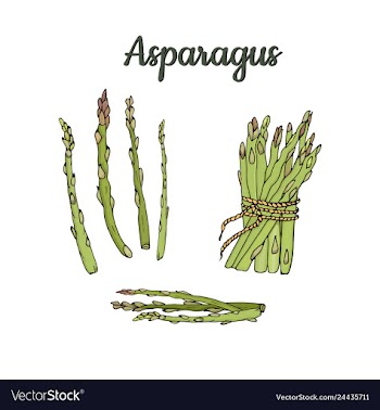 Pods and asparagus bundle isolated on vector image