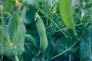 Pods of green peas grow on the garden