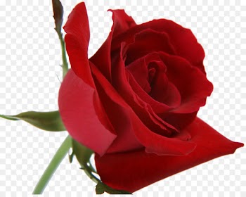 Poetry Love Makeup brush Rose: Poems - purple rose 
