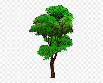 Pohon - Rainforest Tree Clipart
