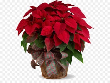 Poinsettia 