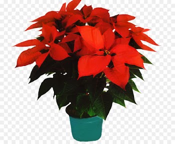 Poinsettia, Christmas Day, Plants, Flower, Flowering Plant PNG