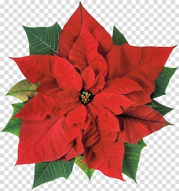 Poinsettia Christmas Flower Joulukukka , christmas transparent background PNG clipart