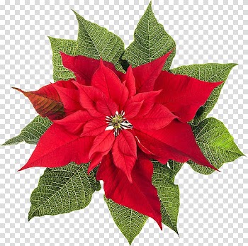 Poinsettia Christmas plants Flower, poinsettia transparent background PNG clipart