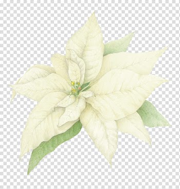 Poinsettia Christmas , white poinsettia transparent background PNG clipart
