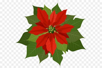 Poinsettia Clip art - Christmas Poinsettia PNG Clipart 