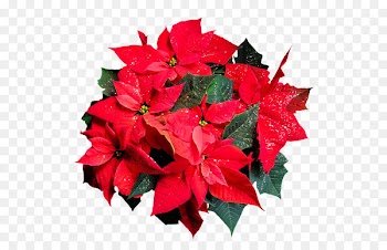 Poinsettia Clip art Portable Network Graphics Image Joulukukka - happenings pennant 
