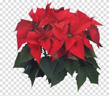 Poinsettia Flower Christmas Leaf Adidas, others transparent background PNG clipart