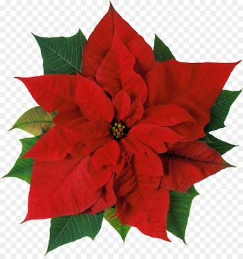 Poinsettia Flower Christmas Stock photography Clip art - christmas flowers 