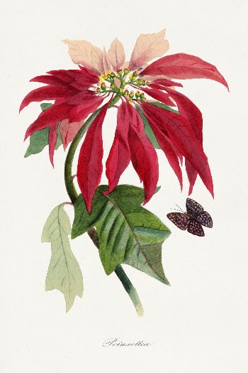 Poinsettia flower painting, Le Jardin | Free Photo Illustration - rawpixel