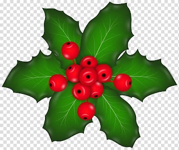 Poinsettia , Holly Aquifoliales Fruit Leaf, Christmas Mistletoe transparent background PNG clipart