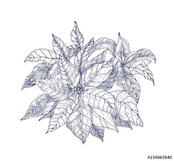 Poinsettia plant with leaves and bracts hand drawn with contour lines on white background