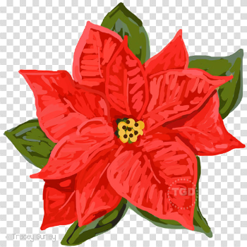 Poinsettia PNG Download Image