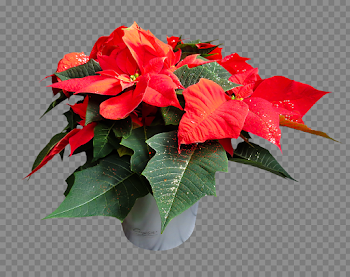 Poinsettia PNG High-Quality Image