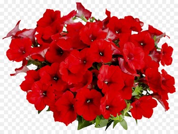 Poinsettia Portable Network Graphics Clip art Image Christmas Day -  